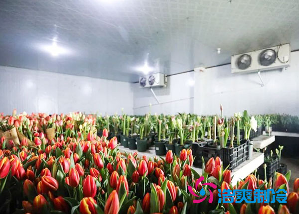 花卉冷庫安裝預(yù)算造價多少錢？-浩爽制冷
