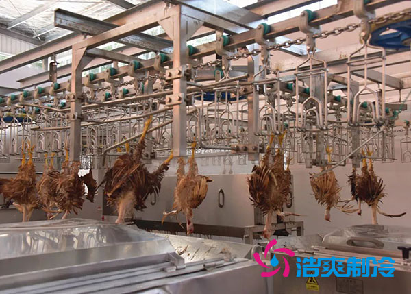 肉雞屠宰之后需要直接入速凍庫(kù)嗎？-浩爽制冷